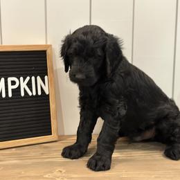 Goldendoodle Puppies from Jonesin for Doodles