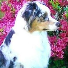 Australian Shepherds from Del Rae