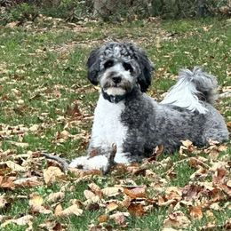 Aussiedoodle All Grown Up from White Pine Farm