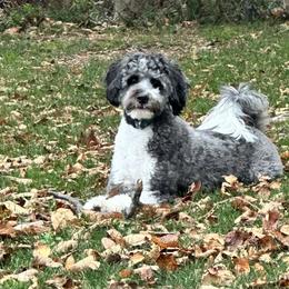 Aussiedoodle All Grown Up from White Pine Farm