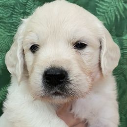 Golden Retriever Puppies from Cream of the Crop Goldens Michigan