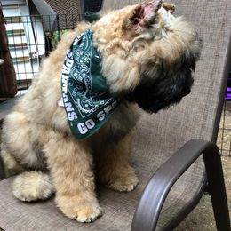 Bouvier des Flandres Puppies from Abken Bouviers