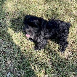 Jett - Black male Miniature Schnauzer puppy in El Campo, Texas from Savannah's Schnauzers