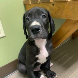 Mickey - Black male Great Dane puppy in Somerset, Ohio from Quarter Creek Danes