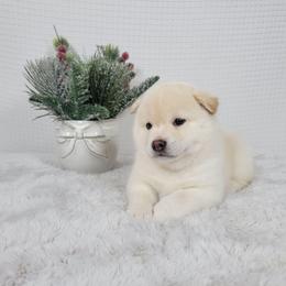 Yuki - Cream male Shiba Inu puppy in Sacramento, California from Shiba Inu of Matrix