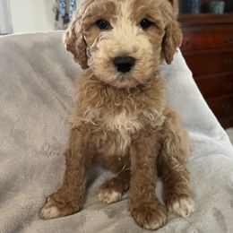 Dwayne - Parti male Goldendoodle puppy in Lowville, New York from Adirondack Labradoodles