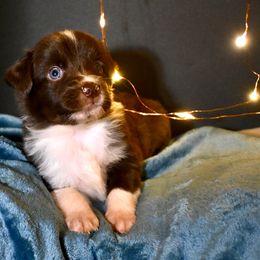 Mr Branson - Red & white male Miniature American Shepherd puppy in Damascus, Oregon from Rebel Soul Minis