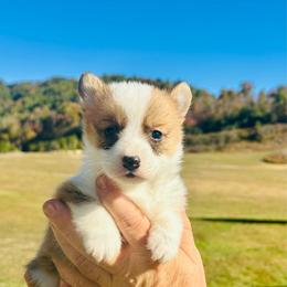 Franklin - Red male Pembroke Welsh Corgi puppy in Manchester, Kentucky from Riverside Corgis