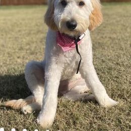 Honey - Goldendoodle