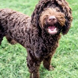 Lillie - Goldendoodle