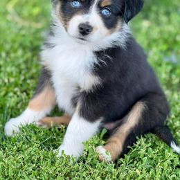 Miniature Australian Shepherd and Toy Australian Shepherd Puppies from Kickapoo Creek Toy & Mini Aussies