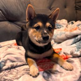 Rosetta - Black and tan female Shiba Inu puppy in Las Vegas, Nevada from GBs Shiba Inu's