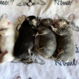 French Bulldog puppies from Love My Crazy Frenchies