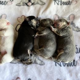 French Bulldog puppies from Love My Crazy Frenchies