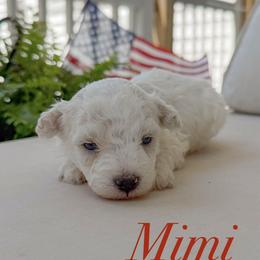 Mimi - White female Maltipoo puppy in Wendell, North Carolina from Teddys Teddy Bears