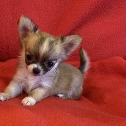 Chihuahua Puppies from Strawberry River Kennel