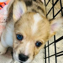 American Corgis and French Bulldogs from K & K Kennel