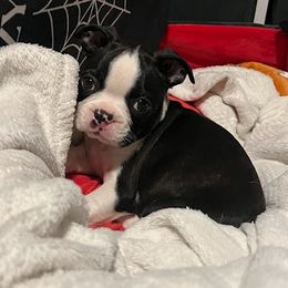 Boston Terrier Puppies from Bethelbreeders