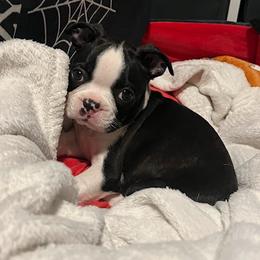 Boston Terrier Puppies from Bethelbreeders
