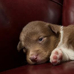 Tauros - Red tri-color male Australian Shepherd puppy in Chaplin, Connecticut from Mystic Moon