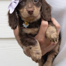 Dachshund Puppies from Lone River Dachshunds