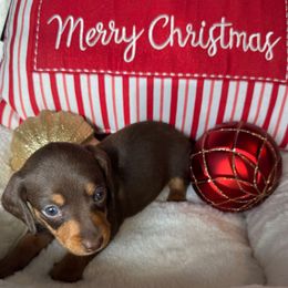 Cocoa - Chocolate and tan male Dachshund puppy in Holtwood, Pennsylvania from Holly Hill Dachshunds