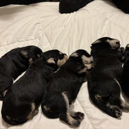 Girl is taken - Black and silver female Miniature Schnauzer puppy in Sugar Land, Texas from Ana's Black & Silver Schnauzers