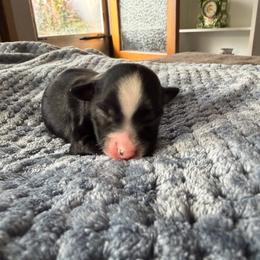 Kona - Black tri female Miniature American Shepherd puppy in Milton Freewater, Oregon from Sparkling Cross Toy & Mini Aussies