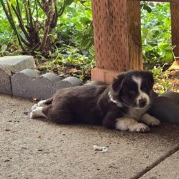 Kay - Red tri-color female Miniature American Shepherd puppy in Vancouver, Washington from BonDrew's Miniature American Shepherds