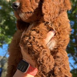 Assorted Doodle Crosses, Goldendoodle, Labradoodle, and Poodle Puppies from Ruff Country Doodles