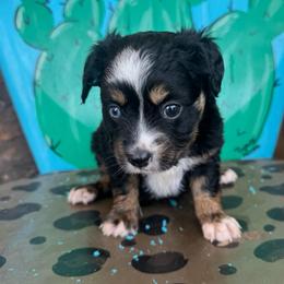 Black Tri female -2 - Black tri female Toy Australian Shepherd puppy in Hawley, Texas from Foxy’s Dachshunds & Toy Aussies