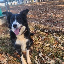 Puff - Border Collie