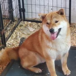 Hiro - Shiba Inu