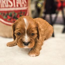 Rowan - Ruby male Cavalier King Charles Spaniel puppy in Highland, Utah from Furever Cavaliers