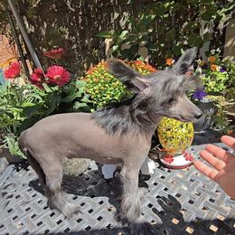 Bryan Long Star Angel - Black male Chinese Crested puppy in Amarillo, Texas from Victoria's Chinese Cresteds Long Star Angels
