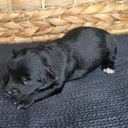 Better Davis - Black & white female Miniature Australian Shepherd puppy in Paris, Texas from Blue Envy Mini Aussies