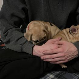 French Bulldog Puppies from White Hippo Frenchies