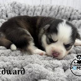 Edward - Black and white male Pomsky puppy in Eastman, Georgia from Once Upon A Pomsky