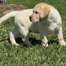 Labrador Retriever Puppies from GoFetchLabs