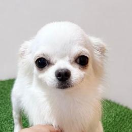 Emma - Cream and white female Chihuahua puppy in Morrisville, North Carolina from Mozzafiato Chihuahuas