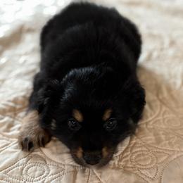 Amanda - Black tri-color female Australian Shepherd puppy in Flemington, New Jersey from Aislin Fields