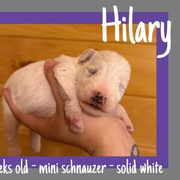 Hilary - White female Miniature Schnauzer puppy in Falcon, Missouri from The Way Dog Breeding