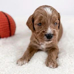 Dribble - Red  male Goldendoodle puppy in Jamestown, Kentucky from Milk & Honey Doodles