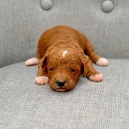 Blondie - Red  female Goldendoodle puppy in Queen Creek, Arizona from Goldendoodle AZ