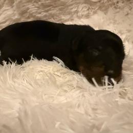 Boy 1 - Black and tan male Dachshund puppy in New Jersey from Bergamo’s  Dachshunds