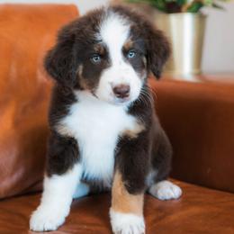 Astra - female Australian Mountain Doodle puppy in Lafayette, Missouri from Brick House Farm Doodles