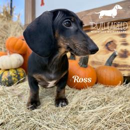 Ross - Black and tan male Dachshund puppy in Royse City, Texas from Truehearted Miniature Dachshunds