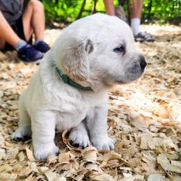 Ms. 5 - Yellow female Labrador Retriever puppy in Norwell, Massachusetts from Gabriel Ben-Yosef's Labs