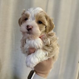 Pumpkin Spice (Dark Pink Collar) - Cream female Havanese puppy in Silverton, Oregon from PNW Havanese