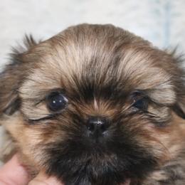 Shih Tzus from Donna's Puppies